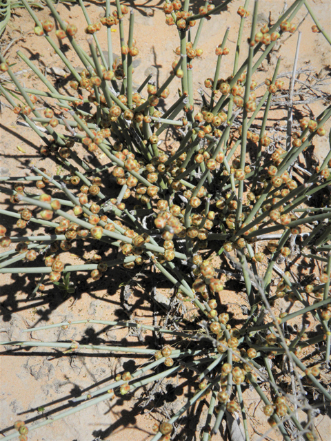 Ephedra torreyana (Torrey's jointfir) #80778