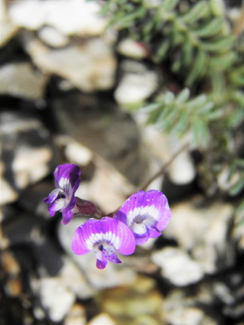 Astragalus emoryanus var. emoryanus (Emory's milkvetch) #80797