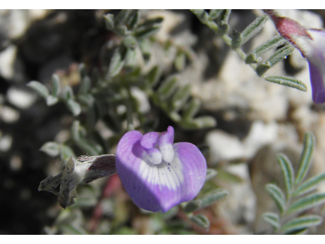 Astragalus emoryanus var. emoryanus (Emory's milkvetch) #80798