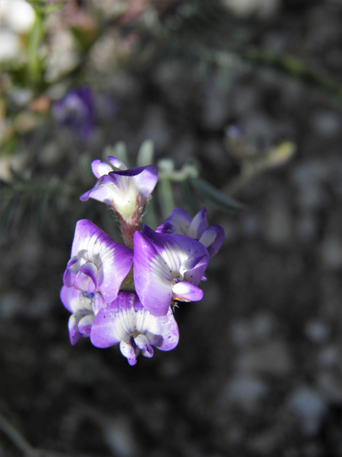 Astragalus emoryanus var. emoryanus (Emory's milkvetch) #80800