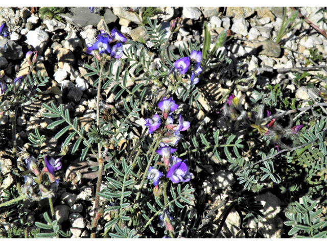 Astragalus emoryanus var. emoryanus (Emory's milkvetch) #80803