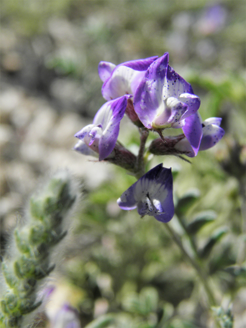 Astragalus emoryanus var. emoryanus (Emory's milkvetch) #80806