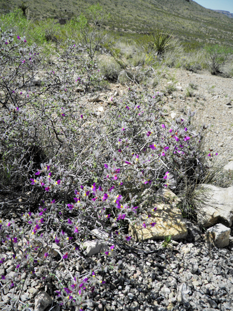 Dalea formosa (Featherplume) #80863