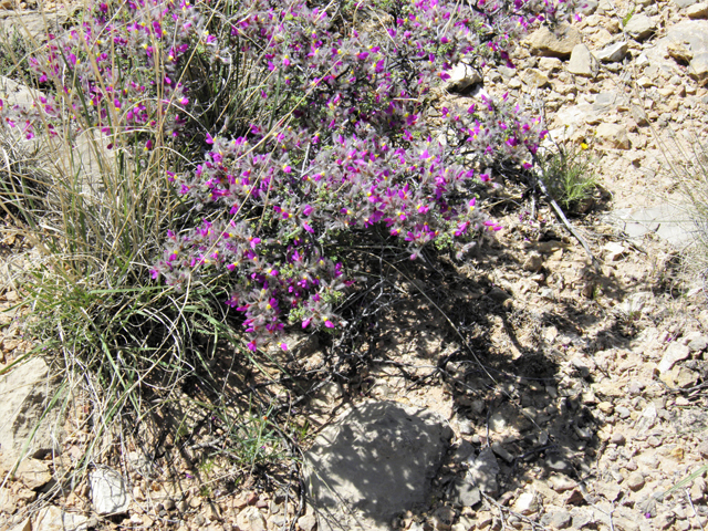 Dalea formosa (Featherplume) #80864