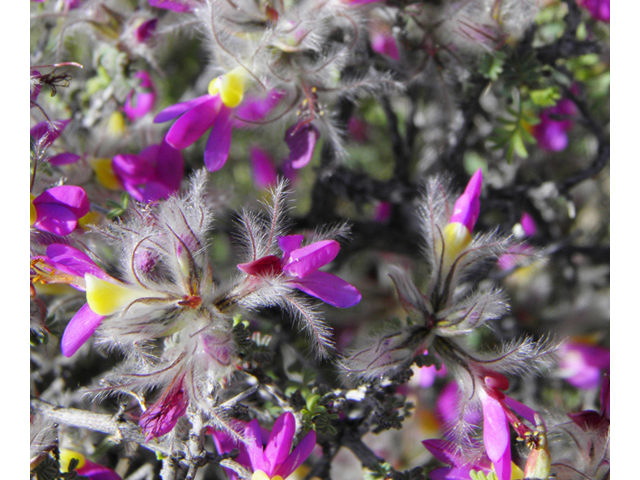 Dalea formosa (Featherplume) #80866