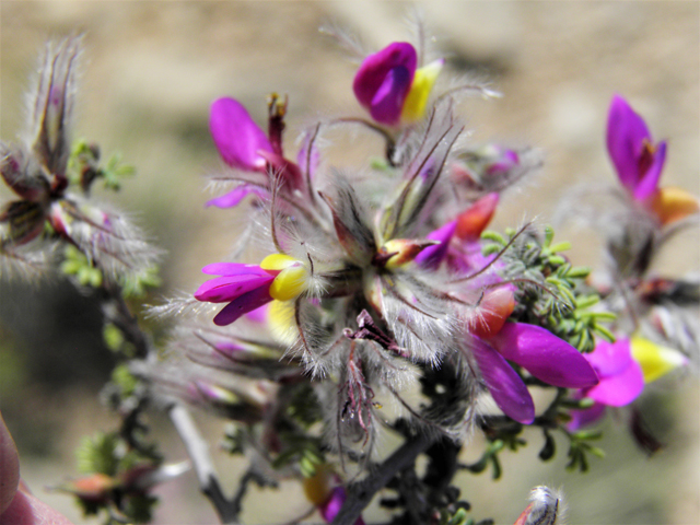 Dalea formosa (Featherplume) #80867