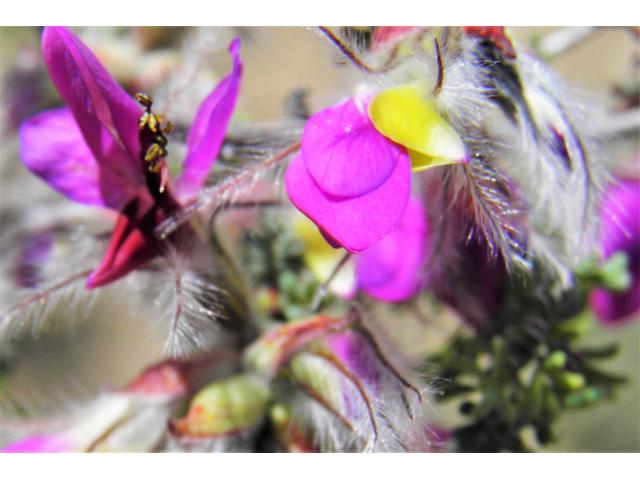 Dalea formosa (Featherplume) #80868