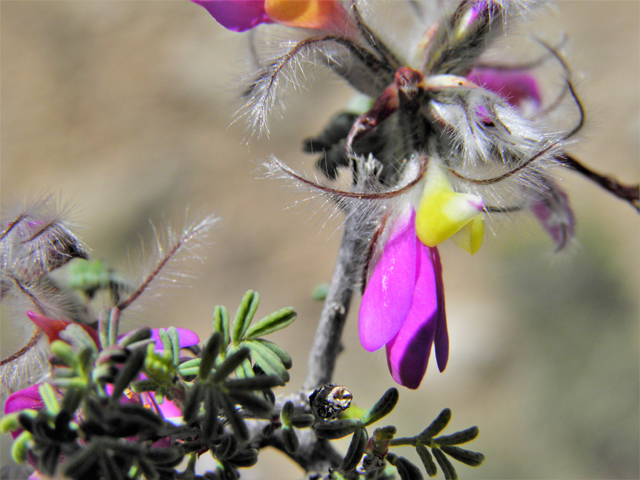 Dalea formosa (Featherplume) #80869