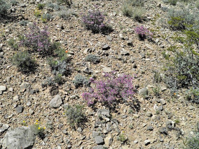 Dalea formosa (Featherplume) #80870