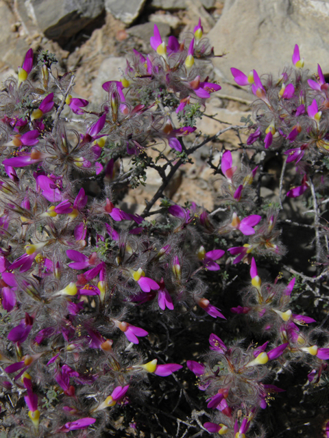 Dalea formosa (Featherplume) #80873