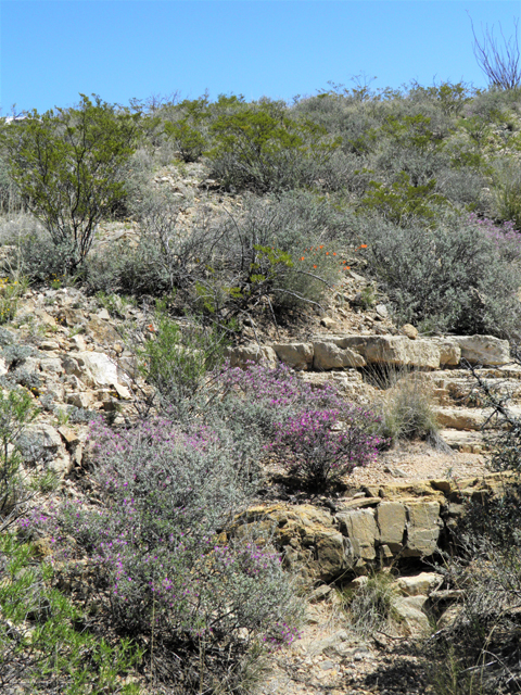 Dalea formosa (Featherplume) #80876