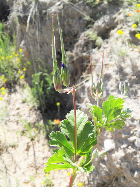 Erodium texanum (Texas stork's bill) #80881