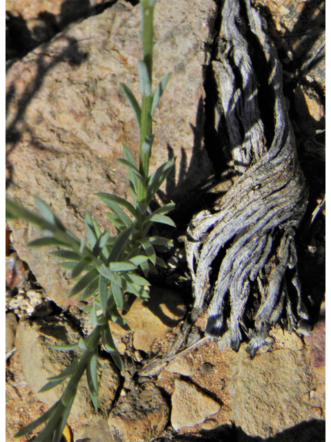 Linum vernale (Chihuahuan flax) #80893