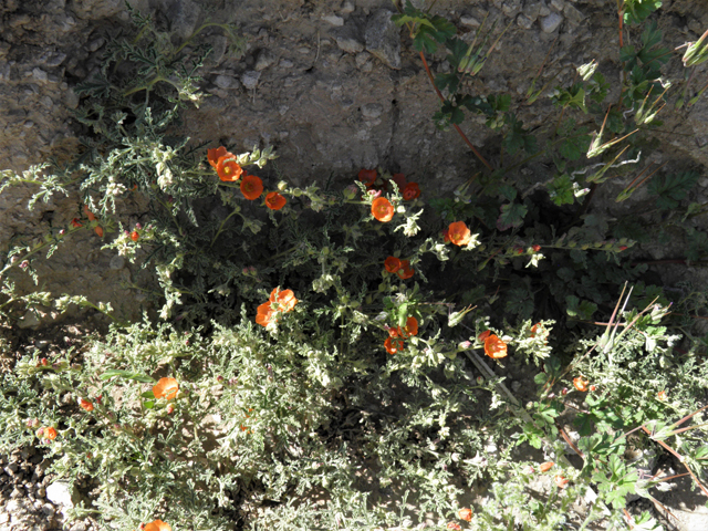 Sphaeralcea hastulata (Spear globemallow) #80932