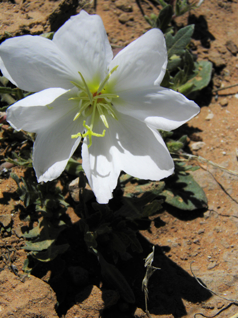 Oenothera albicaulis (Whitest evening-primrose) #80938