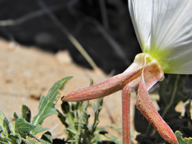 Oenothera albicaulis (Whitest evening-primrose) #80939