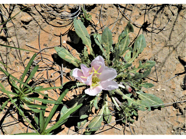 Oenothera albicaulis (Whitest evening-primrose) #80943