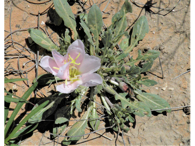 Oenothera albicaulis (Whitest evening-primrose) #80944