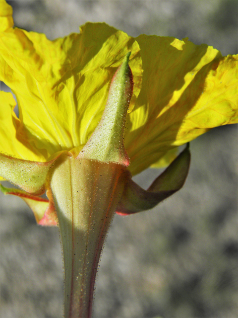 Calylophus hartwegii ssp. fendleri (Hartweg's sundrops) #80945