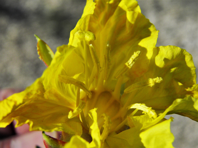 Calylophus hartwegii ssp. fendleri (Hartweg's sundrops) #80947