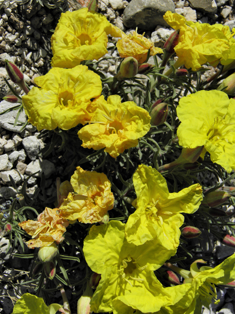 Calylophus hartwegii ssp. fendleri (Hartweg's sundrops) #80949