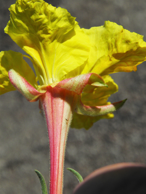 Calylophus hartwegii ssp. fendleri (Hartweg's sundrops) #80950