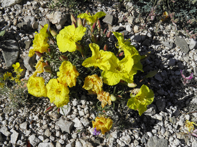 Calylophus hartwegii ssp. fendleri (Hartweg's sundrops) #80951