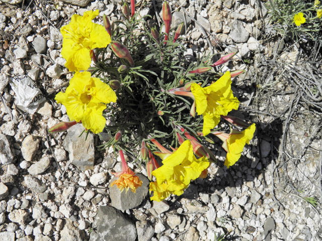 Calylophus hartwegii ssp. fendleri (Hartweg's sundrops) #80952