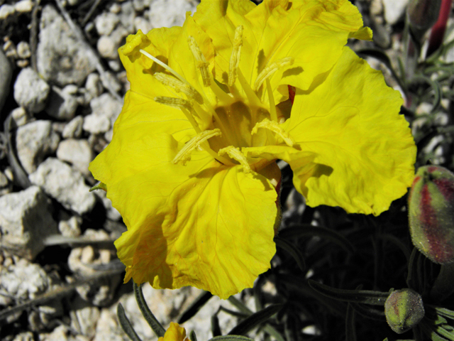 Calylophus hartwegii ssp. fendleri (Hartweg's sundrops) #80953