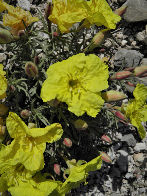 Calylophus hartwegii ssp. fendleri (Hartweg's sundrops) #80956