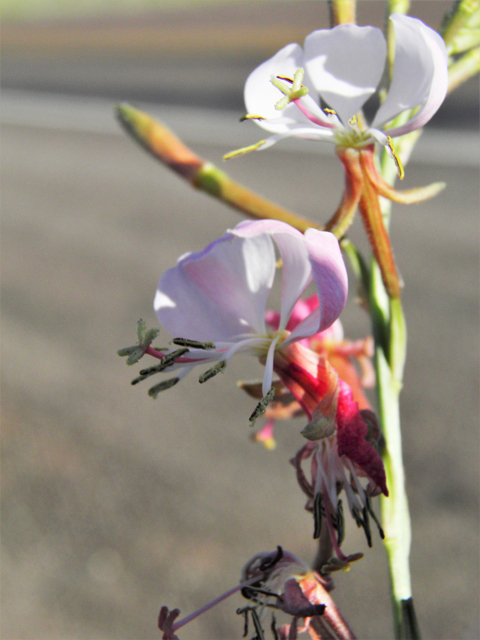 Oenothera suffulta ssp. nealleyi (Nealley's kisses) #80961