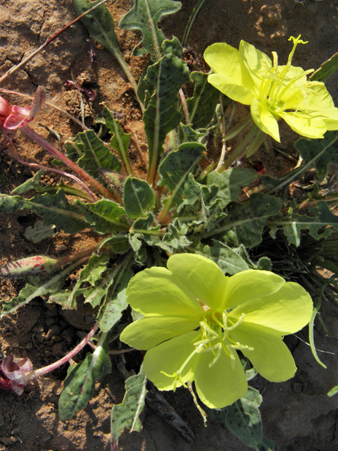 Oenothera primiveris (Desert evening-primrose) #80963