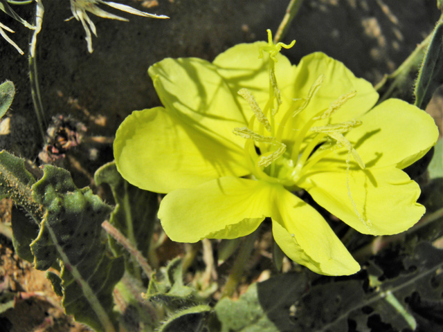 Oenothera primiveris (Desert evening-primrose) #80966