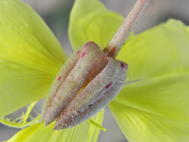 Oenothera primiveris (Desert evening-primrose) #80968