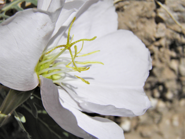 Oenothera albicaulis (Whitest evening-primrose) #80972