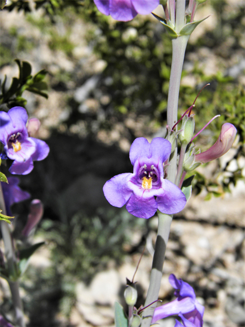 Penstemon fendleri (Fendler's penstemon) #80973