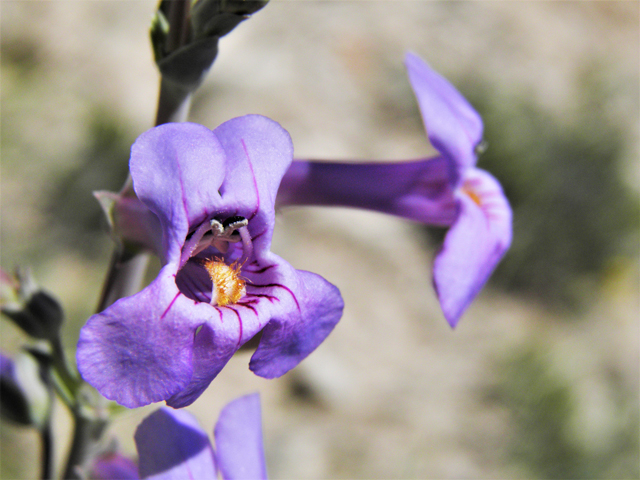 Penstemon fendleri (Fendler's penstemon) #80975