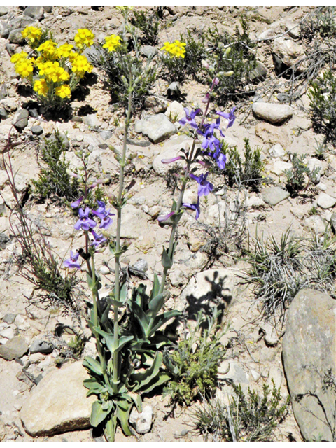 Penstemon fendleri (Fendler's penstemon) #80977