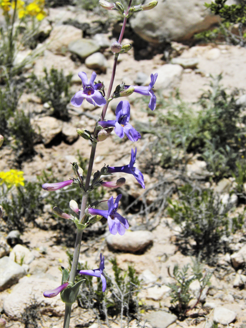 Penstemon fendleri (Fendler's penstemon) #80981