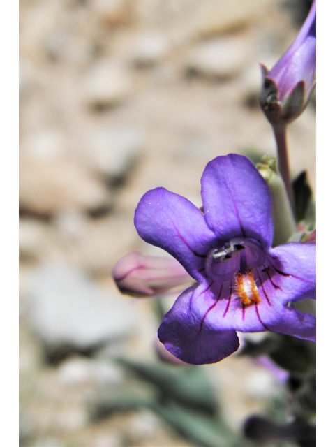 Penstemon fendleri (Fendler's penstemon) #80983