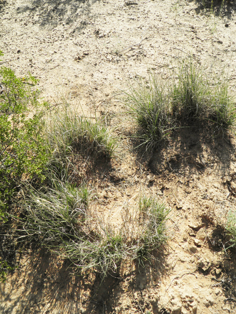 Muhlenbergia torreyi (Ring muhly) #80992