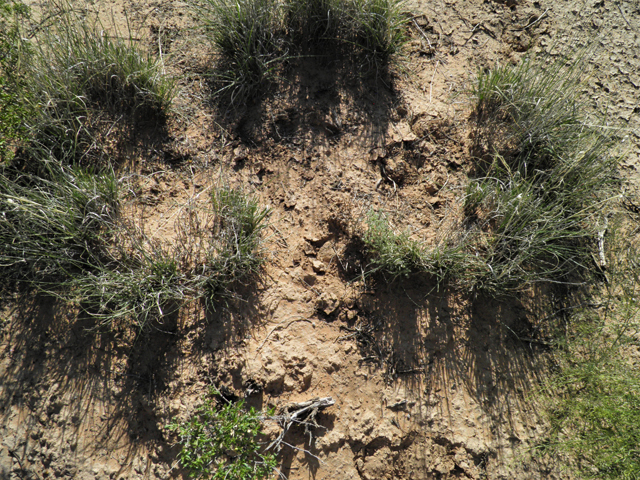 Muhlenbergia torreyi (Ring muhly) #80993