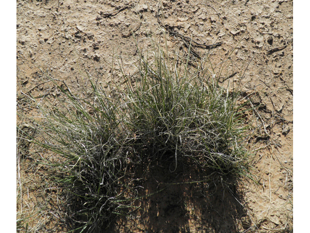 Muhlenbergia torreyi (Ring muhly) #80995