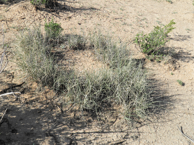 Muhlenbergia torreyi (Ring muhly) #80997