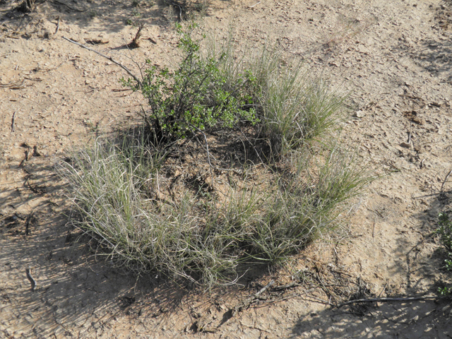 Muhlenbergia torreyi (Ring muhly) #80998