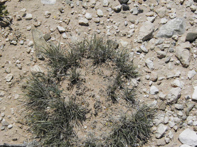 Muhlenbergia torreyi (Ring muhly) #80999