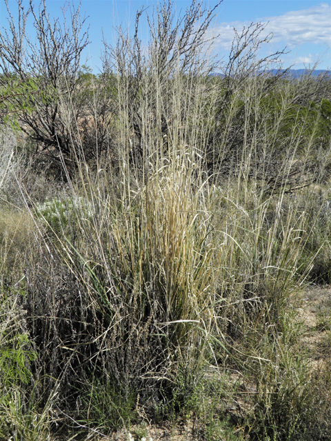 Sporobolus wrightii (Big sacaton) #81001