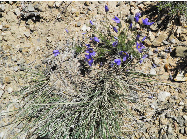 Giliastrum rigidulum (Bluebowls) #81009