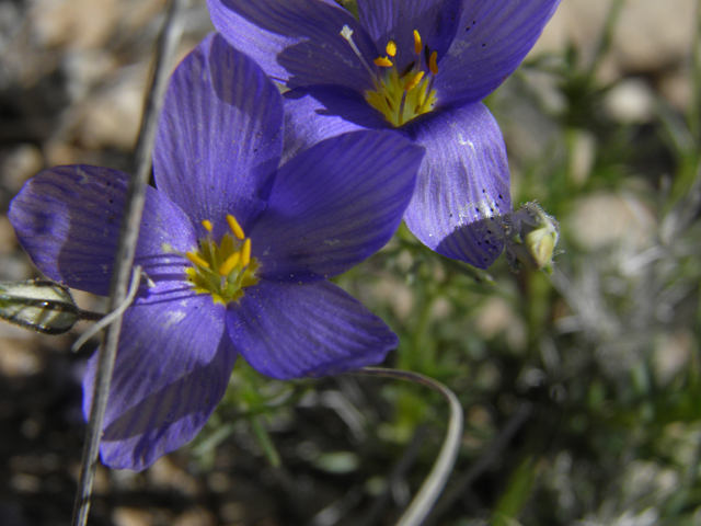 Giliastrum rigidulum (Bluebowls) #81010