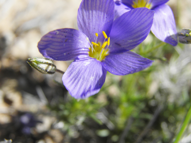 Giliastrum rigidulum (Bluebowls) #81011